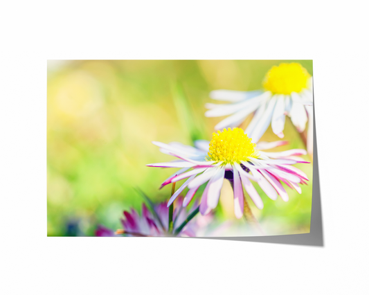Weißes Gänseblümchen | Floraler Kunstdruck