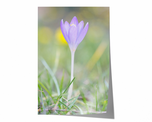 Lila Krokus | Floraler Kunstdruck