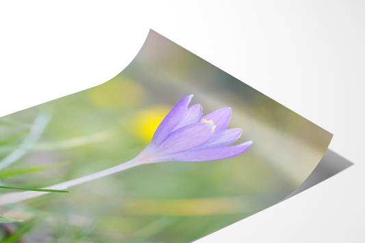 Lila Krokus | Floraler Kunstdruck