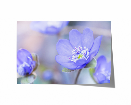 Blaues Leberblümchen | Floraler Kunstdruck
