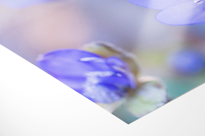 Blaues Leberblümchen | Floraler Kunstdruck
