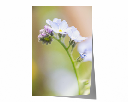 Vergissmeinnicht | Floraler Kunstdruck