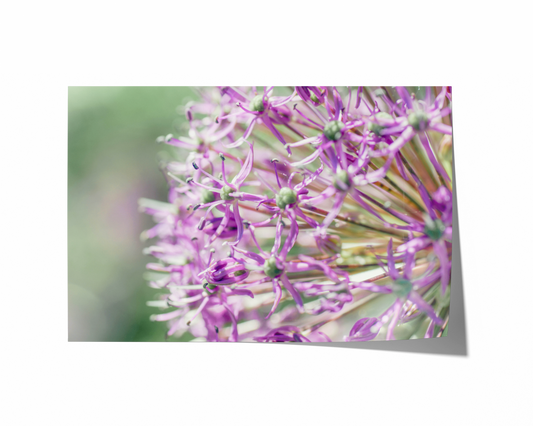 Zierlauch | Floraler Kunstdruck