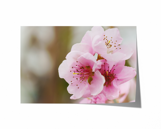 Pfirsichblüten | Floraler Kunstdruck