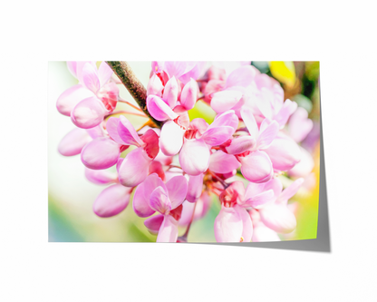 Judasbaumblüten | Floraler Kunstdruck