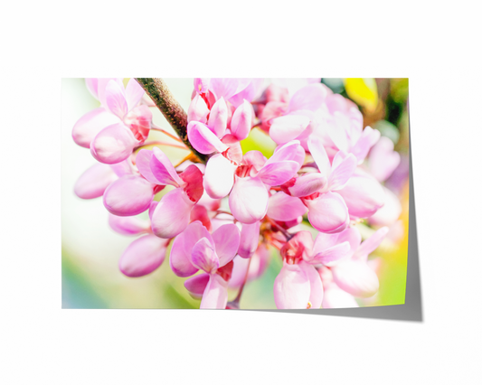 Judasbaumblüten | Floraler Kunstdruck