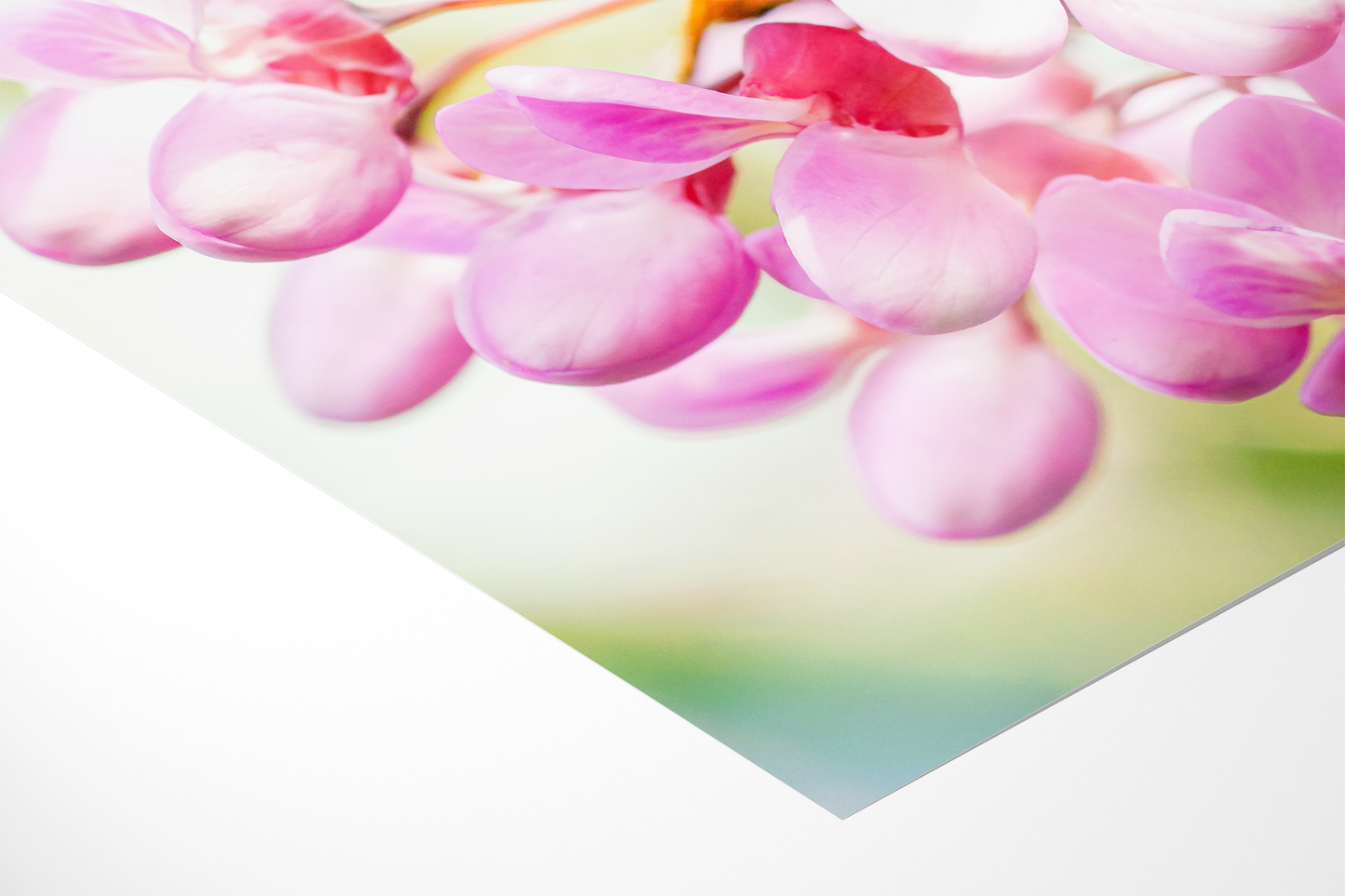 Judasbaumblüten | Floraler Kunstdruck