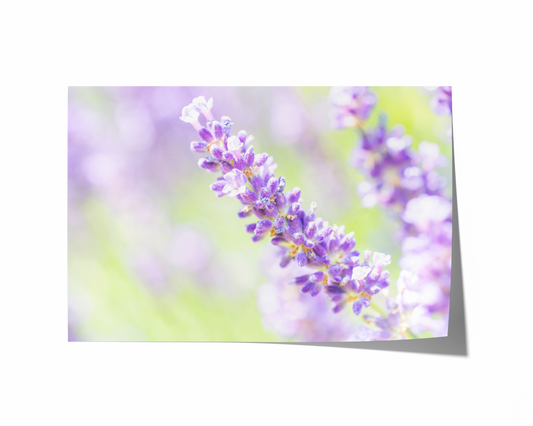 Lavendelblüte | Floraler Kunstdruck