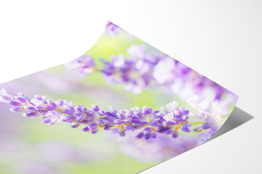 Lavendelblüte | Floraler Kunstdruck