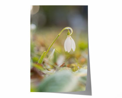 Schneeglöckchen | Floraler Kunstdruck
