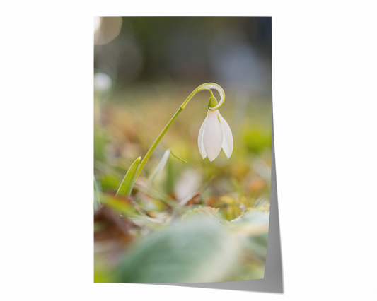 Schneeglöckchen | Floraler Kunstdruck