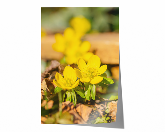 Winterling | Floraler Kunstdruck