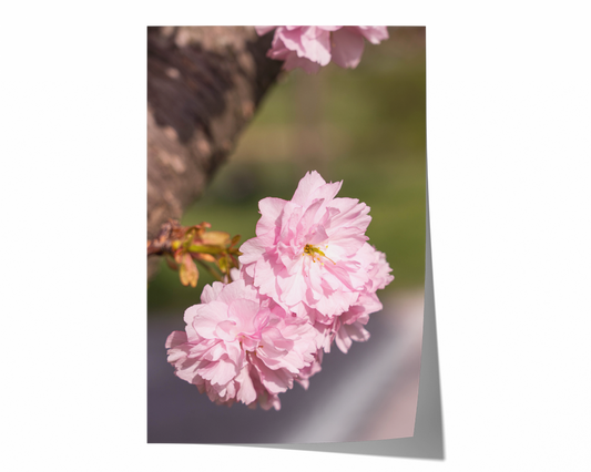 Kirschblüten | Floraler Kunstdruck