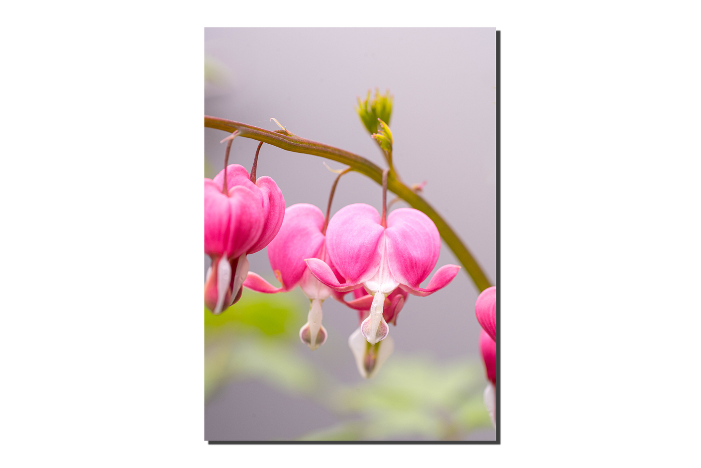 Tränendes Herz | Florale Grußkarte