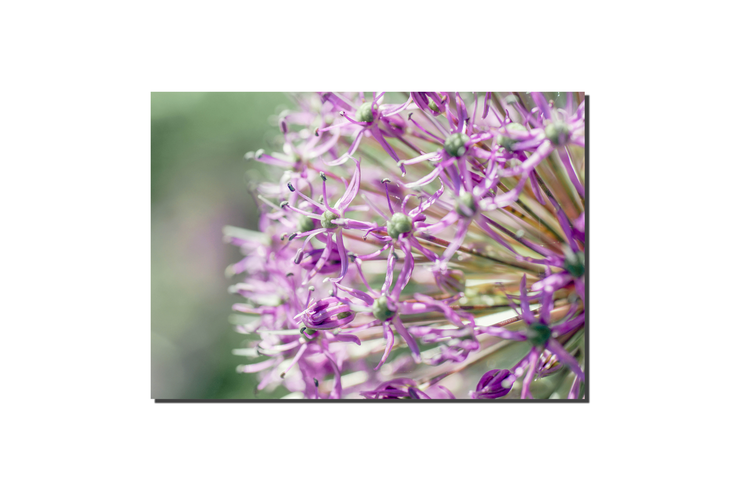 Zierlauch | Florale Grußkarte