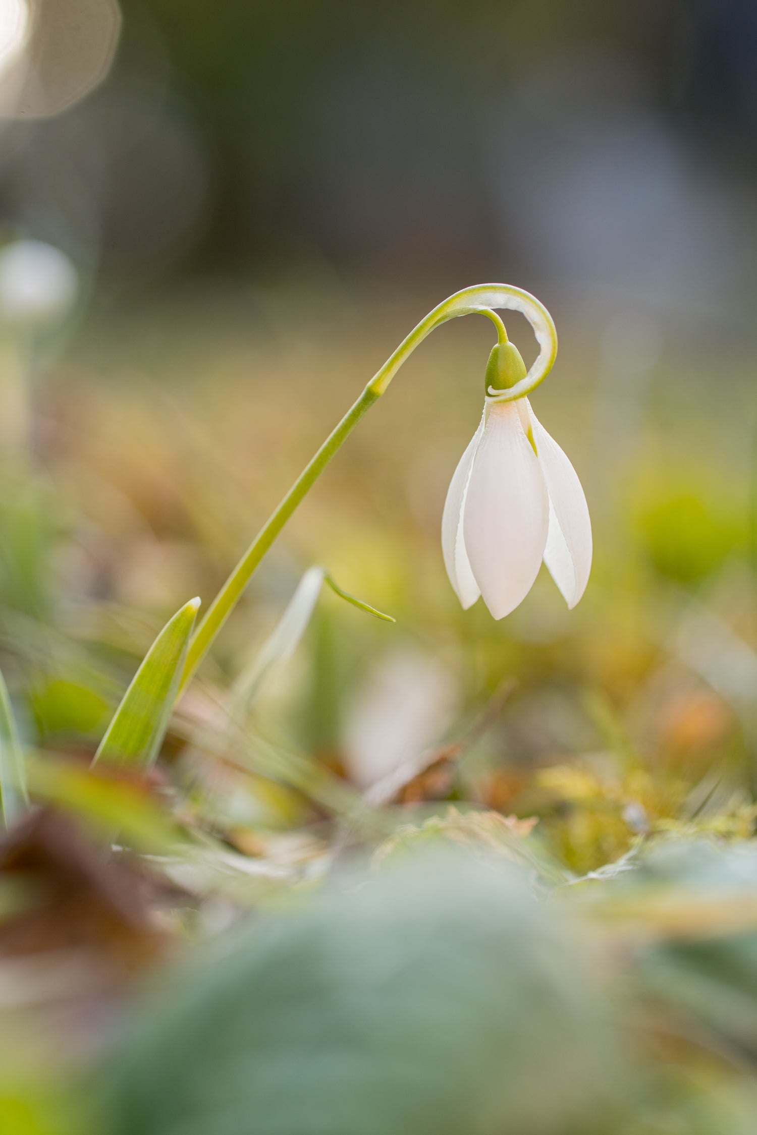 Schneeglockchen1.jpg